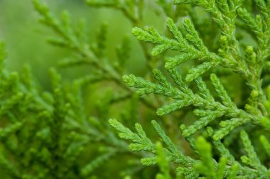 yakın, çam yaprakları, yeşil, canlı, doğal