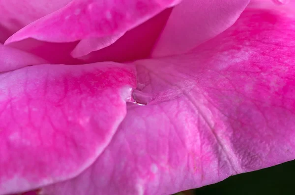 Rosa Rose, Wassertropfen auf Blütenblättern, Nahaufnahme, Makro — Stockfoto