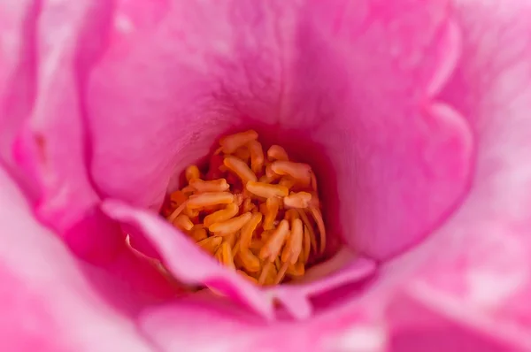 Rosa Rose, Wassertropfen auf Blütenblättern, Nahaufnahme, Makro — Stockfoto
