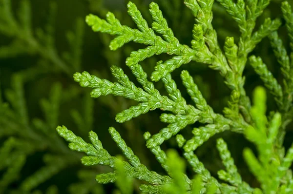 Close up, Pine leaves, green, vibrant, natural — Stock Photo, Image