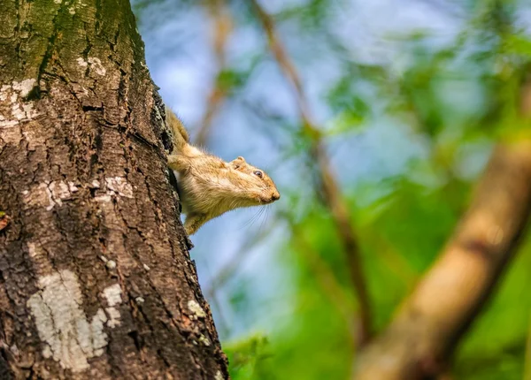 Ardilla de palma india, Funambulus palmarum, en un tronco de árbol — Foto de Stock