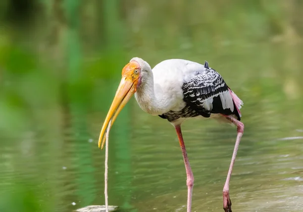 Close up of a painted stork, Mycteria leucocephala with nesting — Stock Photo, Image