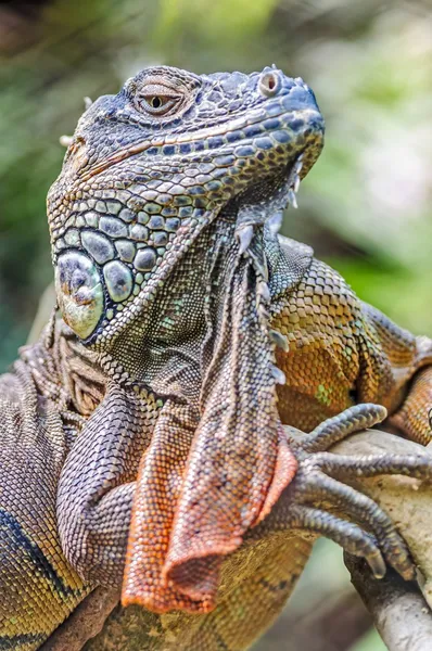 Primer plano vertical de Lagarto, Iguana, Iguana iguana, tomando el sol en t — Foto de Stock