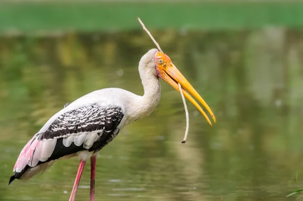 Bliska malowane bociana, mycteria leucocephala z zagnieżdżanie — Zdjęcie stockowe