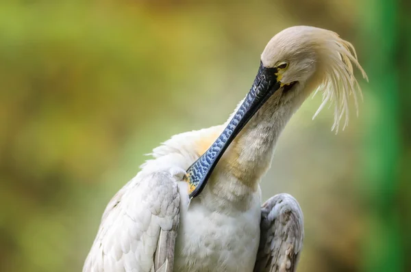 Ptak, warzęcha platalea leucorodia, przycinanie to wyczyn — Zdjęcie stockowe