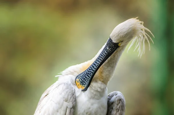 Πουλί, Χουλιαρομύτα, platalea leucorodia, κλάδεμα είναι κατόρθωμα — Φωτογραφία Αρχείου