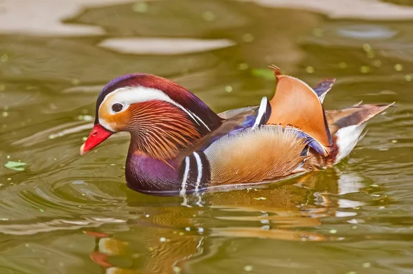 Pájaro, Pato mandarín, Aix galericulata, nadar en el agua, copiar s —  Fotos de Stock