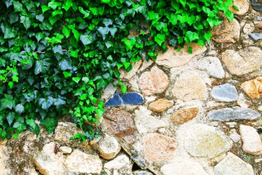 duvar ve yaprakları