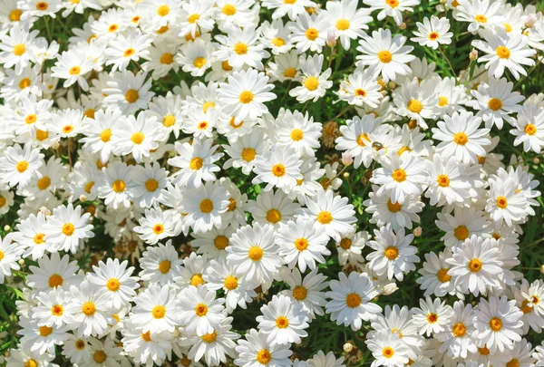 Camomila ensolarado flores fundo . — Fotografia de Stock