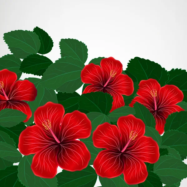 Bloemdessin achtergrond. Hibiscus bloemen. — Stockvector