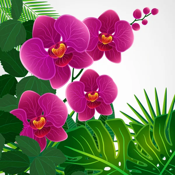 Blomsterdekorert bakgrunn. Orkideblomster . – stockvektor