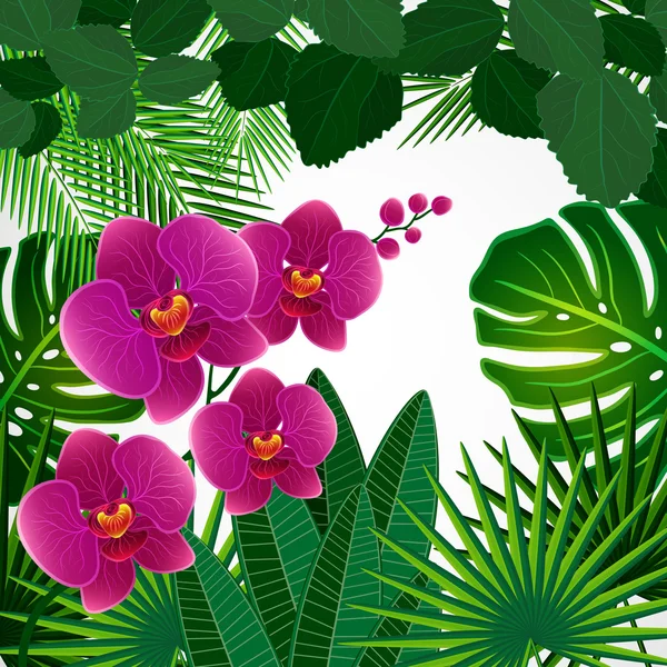 Hintergrund florales Design. Orchideenblüten. — Stockvektor