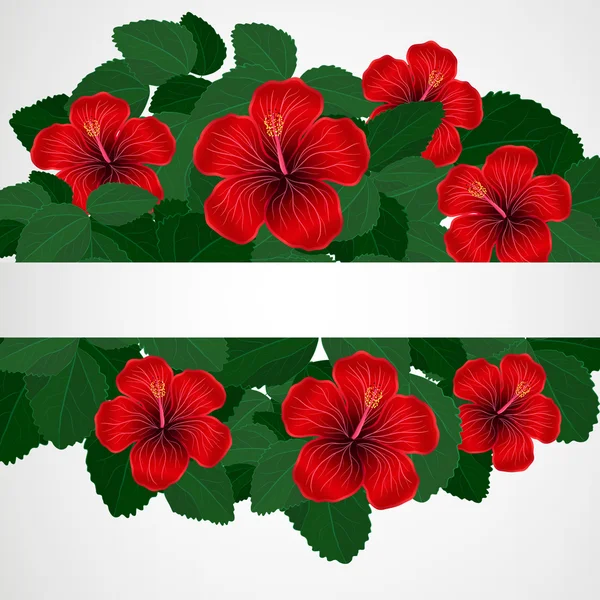 Hibiscus flowers. — Stock Vector