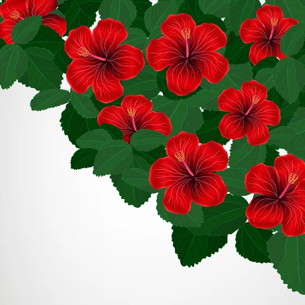 Fondo de diseño floral. Flores de hibisco — Vector de stock