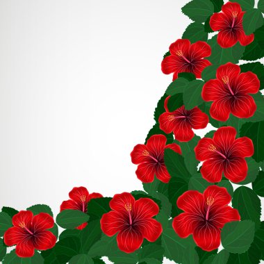 çiçek tasarım arka plan. Hibiscus çiçek.