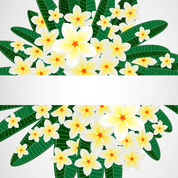 Bloemdessin achtergrond. Plumeria bloemen. — Stockvector