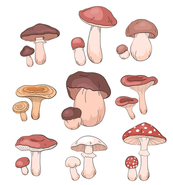 Set funghi — Vettoriale Stock