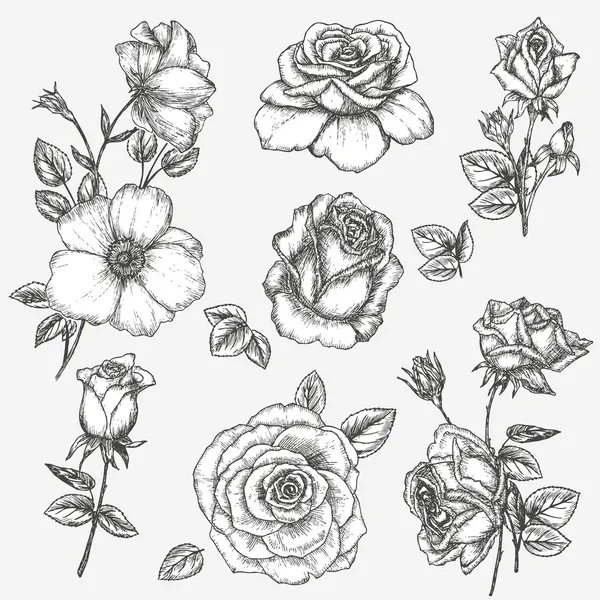 Rose set — Stock Vector