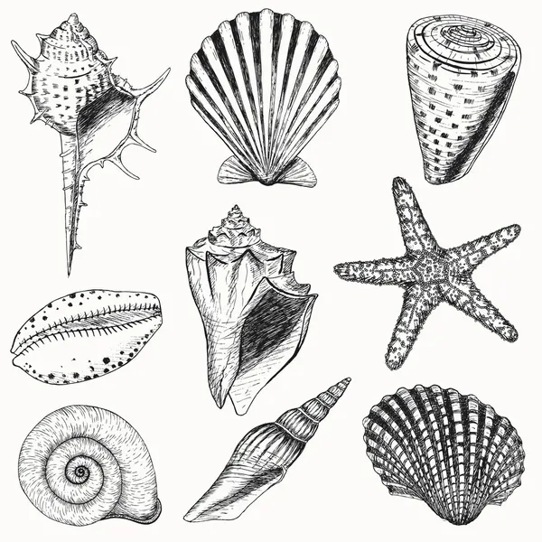 Conjunto Shell — Archivo Imágenes Vectoriales