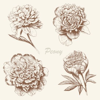 Flower set. clipart