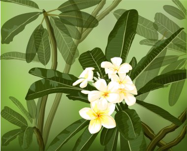 egzotik flower.pulmeria 7