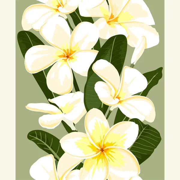 Exotische flower.pulmeria 4 — Stockvector