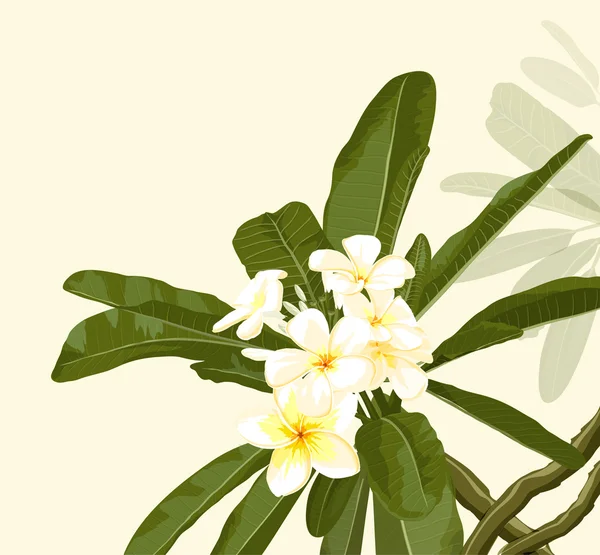 Floraison exotique.Pulmeria 1 — Image vectorielle