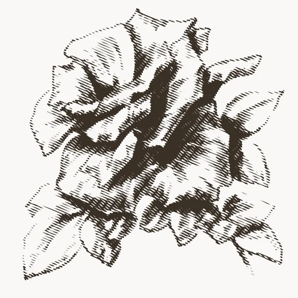 Blomma gravyr 4 — Stock vektor