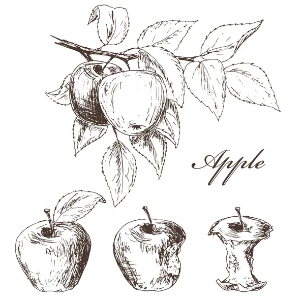 Conjunto de manzanas — Archivo Imágenes Vectoriales