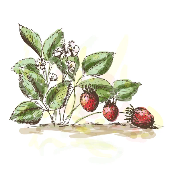 Aardbeien — Stockvector