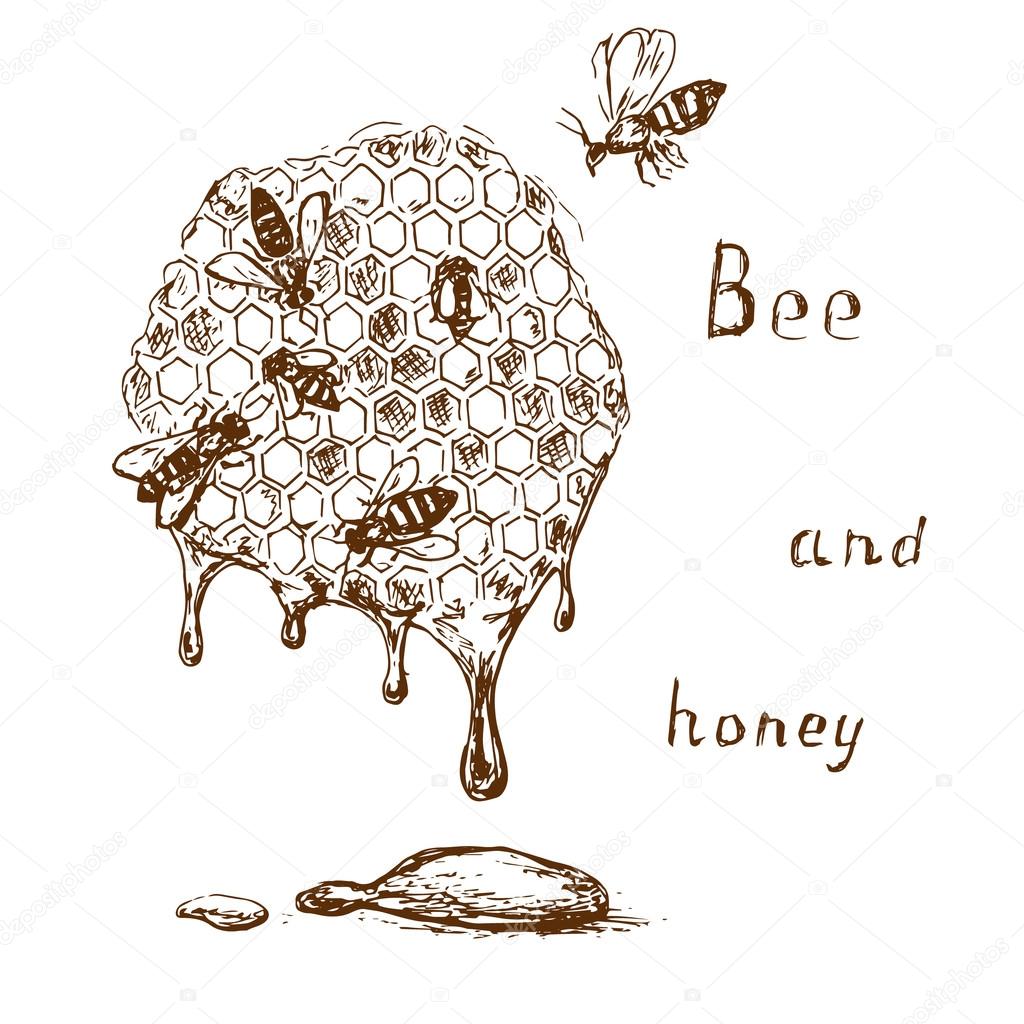 Bee and honey 2