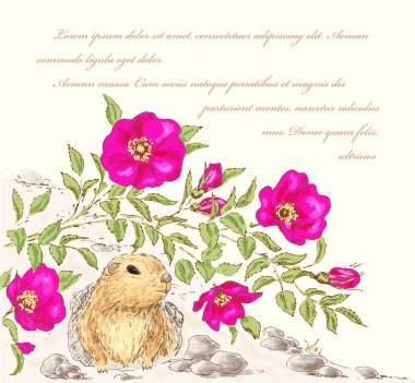köpek gül ve gopher