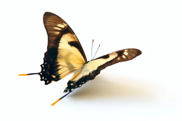 Mariposa aislada en blanco . — Foto de Stock