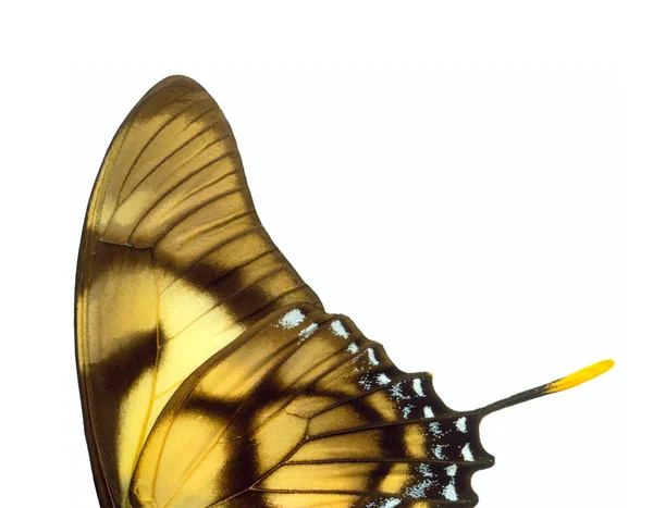 Крылья бабочки. — стоковое фото