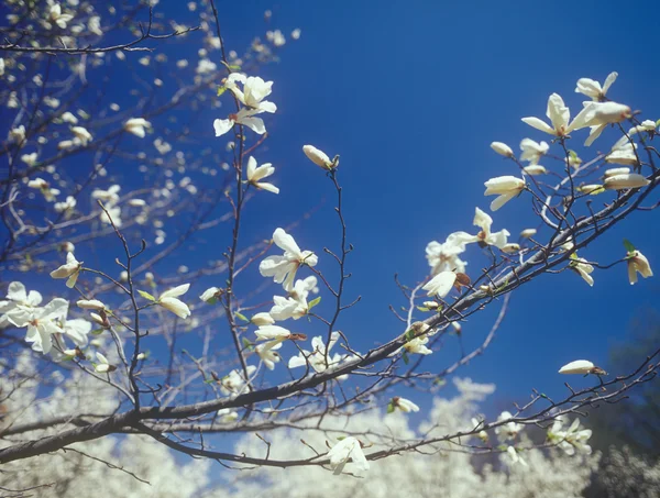 White magnolia in bloom against a blue sky. — Stock Photo, Image