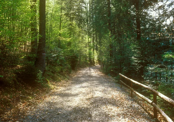 Fußweg durch den Wald. — Stockfoto