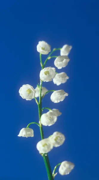 Spring lily of the valley. — Stock Photo, Image