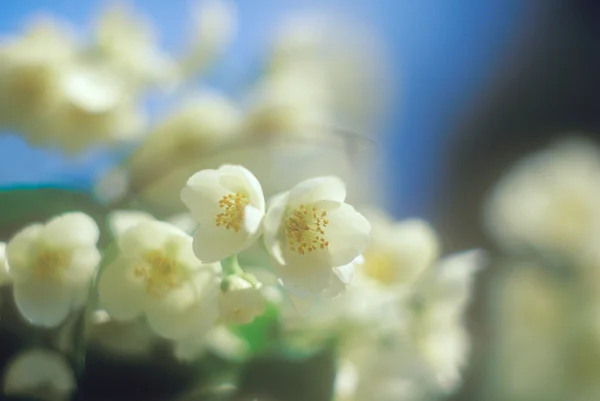 Jasmine blossoms against blue sky. — Stock Photo, Image