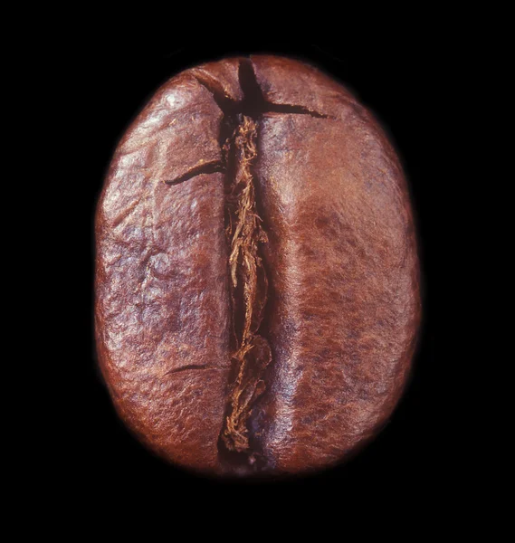 Coffee bean. — Stock Photo, Image