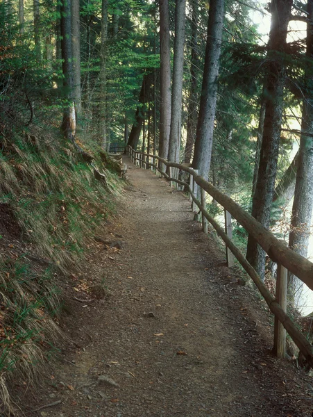 Der Pfad im Bergwald. — Stockfoto