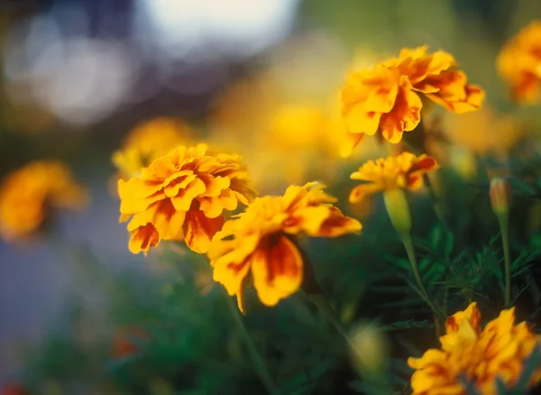 Tagetes. — Fotografia de Stock