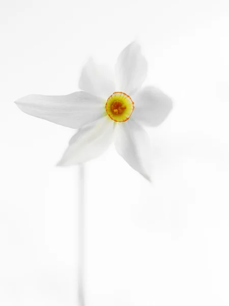 White daffodil. — Stock Photo, Image