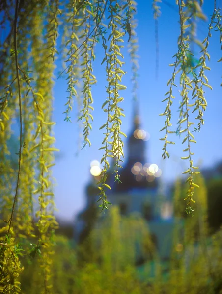 Ramos de primavera de salgueiro . — Fotografia de Stock