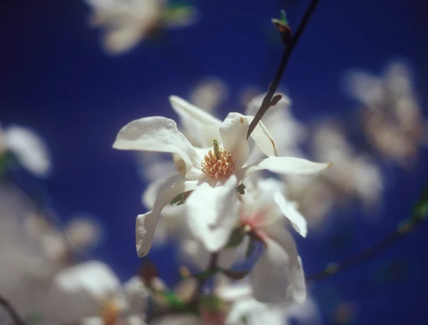 White magnolia in bloom against the blue sky. — Stock Photo, Image