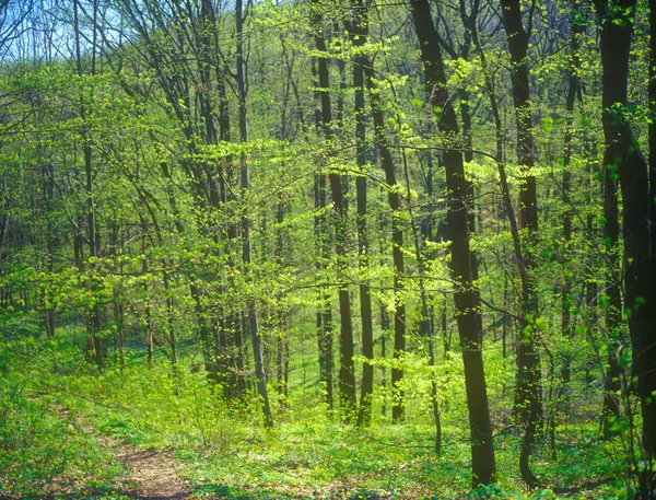 Floresta Primavera. — Fotografia de Stock