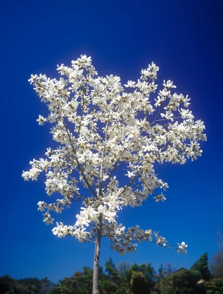 Magnolia tree in bloom. — Stock Photo, Image