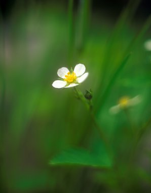 yabani çilek bloom.