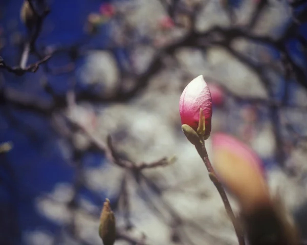 Magnolia οφθαλμός. — Φωτογραφία Αρχείου