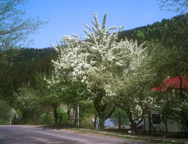 Fruit tree tree with white blossoms in countryside. — Stock Photo, Image