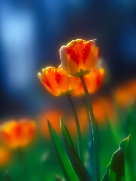 Tulips. — Stock Photo, Image